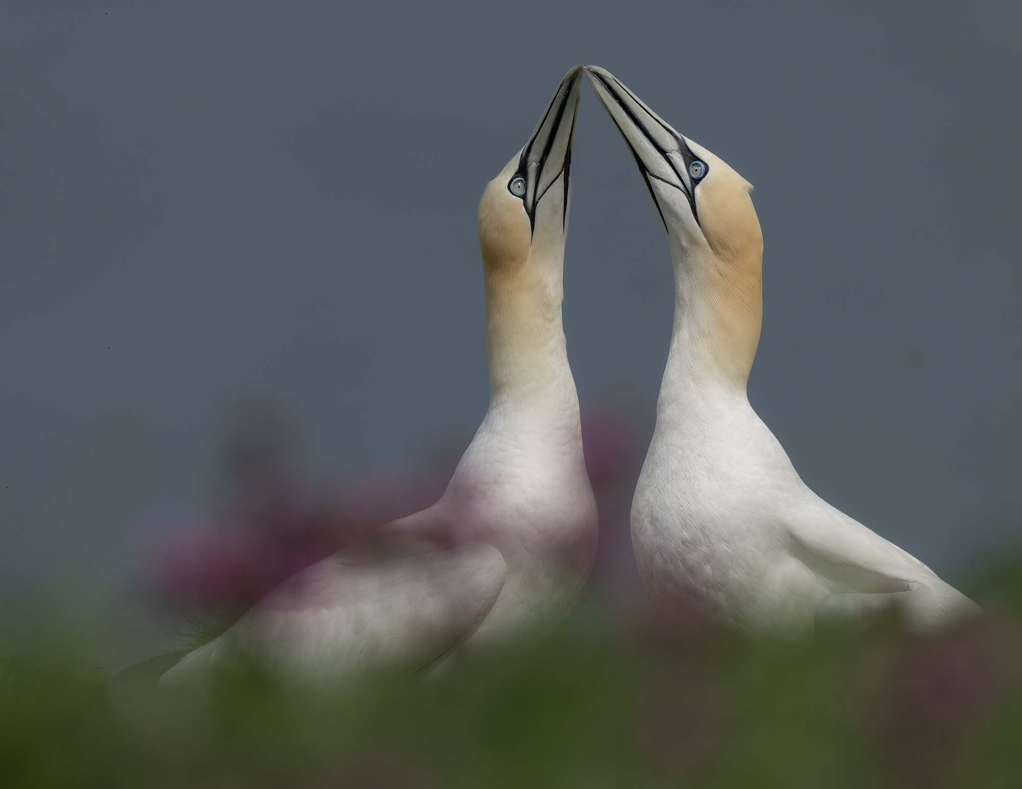 gannets-affirming-bonds-shortlisted-for-bwpa-2023.jpg